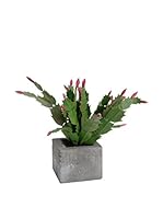 Maceta Cactus Flores