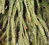 Cryptomeria japonica: Japanese Red Cedar Seeds