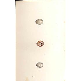 L'Oiseau de 3 H/C Meyer Eggs le Pipit 1842 de Richards de Pipit de Pr�