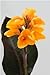 Canna Chocolate Sunrise 1 pack