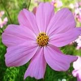 Cosmos (Cosmos bipinnatus) - Jumbo Wildflower Seed Packet