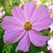 Cosmos (Cosmos bipinnatus) - Jumbo Wildflower Seed Packet