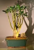 Bonsai Boy's Flowering Desert Rose Bonsai Tree Adenium Obesum