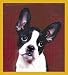 boston terrier - Boston Terrier Bookmark