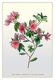 12 X 18 Stretched Canvas Poster Dwarf Crimson Chinese Azalea