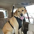 Kurgo Automobile Zip-Line, Large (Dogs 50 to 80 Pounds)