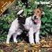   - 2008 Fox Terrier 2008 16 Month Wall Calendar **IN STOCK NOW**
