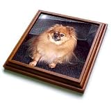 Dogs Pomeranian - Pomeranian Dog - Trivets