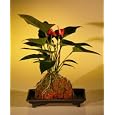 BUY : Flowering Red Anthurium In Hawaiian Lava Rock ("small talk") Bonsai Tree <br><i>(anthurium andraeanum)</i>