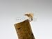 Wallmonkeys Peel and Stick Wall Decals - Mosca - Removable Graphic