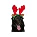 Elchgeweih Rentiergeweih f�r Hunde wm-101