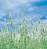 Davids Organic Cover Crop Winter Rye Common 1 Pound per Order 31ULgUYVq1L. SL160 Davids Organic Cover Crop Winter Rye Common 1 Pound per Order