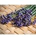 David's Non-Hybrid Herb Lavender Munstead Type (Lavandula angustifolia) 100 Seeds per Packet