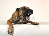Wallmonkeys Peel and Stick Wall Decals - Malinois Agressif - Removable Graphic