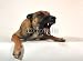 Wallmonkeys Peel and Stick Wall Decals - Malinois Agressif - Removable Graphic