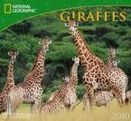 Giraffes National Geographic 2010 Wall Calendar 13" X 12"
