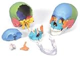 3B Scientific Beauchene Adult Human Skull Model Didactic Version, 22 part