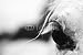 Wallmonkeys Peel and Stick Wall Decals - White Horse's Black and White Art Portrait - Removable Graphic