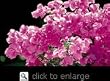 James Walker Bougainvillea Vine One Gallon by Monrovia