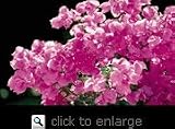 James Walker Bougainvillea Vine One Gallon by Monrovia