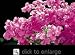 James Walker Bougainvillea Vine One Gallon by Monrovia