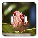 Lee Hiller Photography Hot Springs National Park Flowers - Southern Magnolia Blushing Seeds Bursting from Pod - Light Switch Covers - double toggle switch