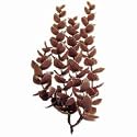 Tetra Water Wonders Fresh Water Plant Red Bacopa, 12-Inch