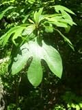 Sassafras Herbal Tea