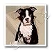 boston_terrier41boston terrier - Boston Terrier 10x10 Iron On Heat Transfer For