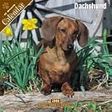 2008 Dachshund 2008 16 Month Wall Calendar **IN STOCK NOW**