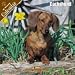   - 2008 Dachshund 2008 16 Month Wall Calendar **IN STOCK NOW**