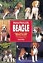 Manual Practico Del Beagle/ Guide to Owning a Beagle (Spanish Edition)