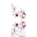 Eurographics DH-DT2026 Deco Home Raumteiler White Orchid Reflections / Schiebevorhang / 100 x 240 cm, lichtdurchl�ssig