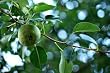 Surecrop Pear Tree Five Gallon