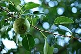 Surecrop Pear Tree Five Gallon