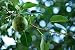Surecrop Pear Tree Five Gallon
