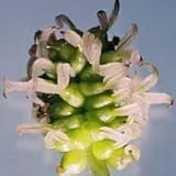 Eigenschaften tropical.garden  / WEIßER Maulbeerbaum - Morus alba 30K