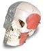 BONElike Skull Model - Combined Transparent/Bony Skull, 8 part