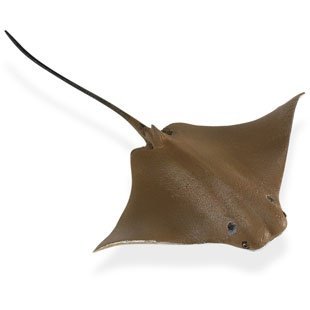 Wild Safari Sealife: Cownose Ray