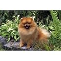 Pomeranian Floor Mat