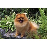 Pomeranian Floor Mat