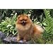 Pomeranian Floor Mat