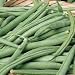 Beans, Tendergreen Bush - 1 Lb