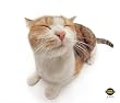 Clean Screen Cloth - Pet Me Cat