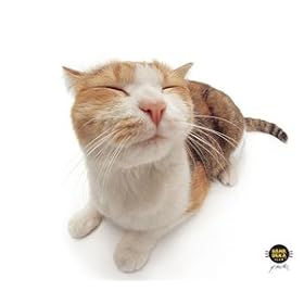 Click here to buy Allsop 29595 Pet Me Cat Microfiber Wipe by Allsop.