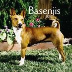 Basenjis 2010 Wall Calendar