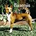Basenjis 2010 Wall Calendar