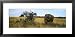 African Elephant Standing in Masai Mara National Reserve, Kenya Framed Art Poster Print by Panoramic Images, 31x15
