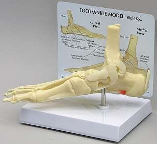Foot and Ankle Model On Sale