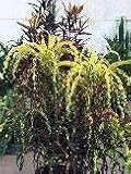 Tropical Croton 'Dreadlocks' Unusual Twisting Cascading Leaves